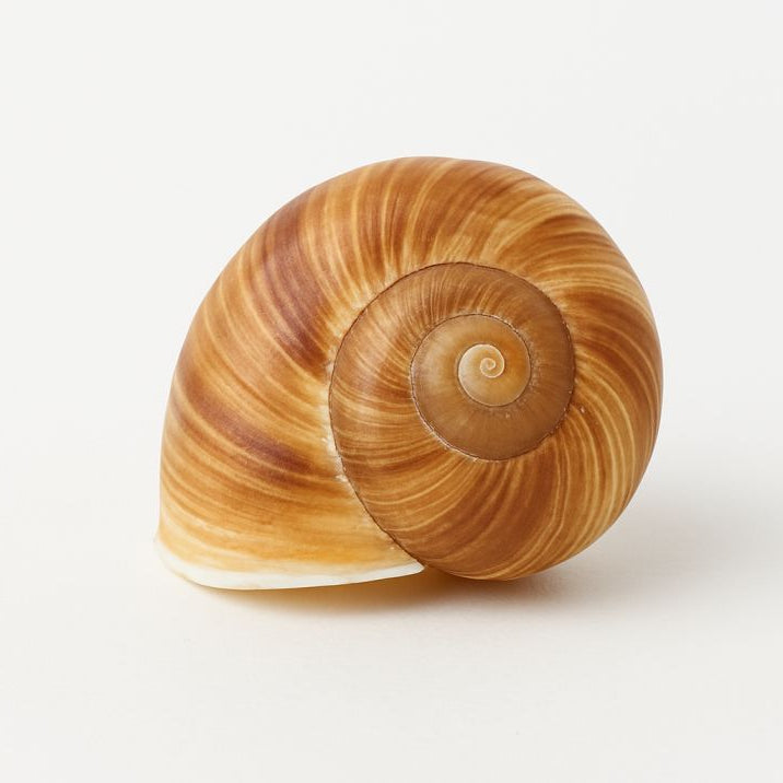 Coquille SENESTRE – Spirale rare