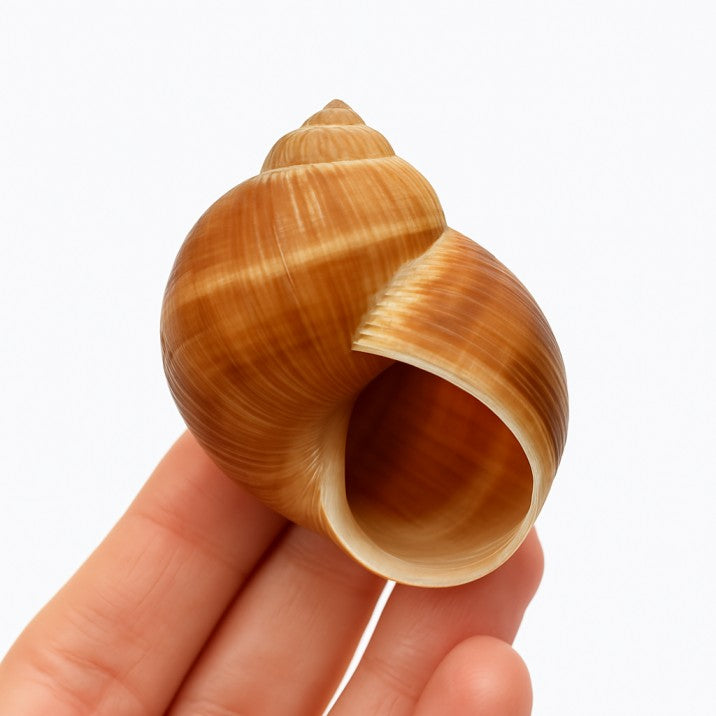 Coquille DEXTRE – Spirale classique