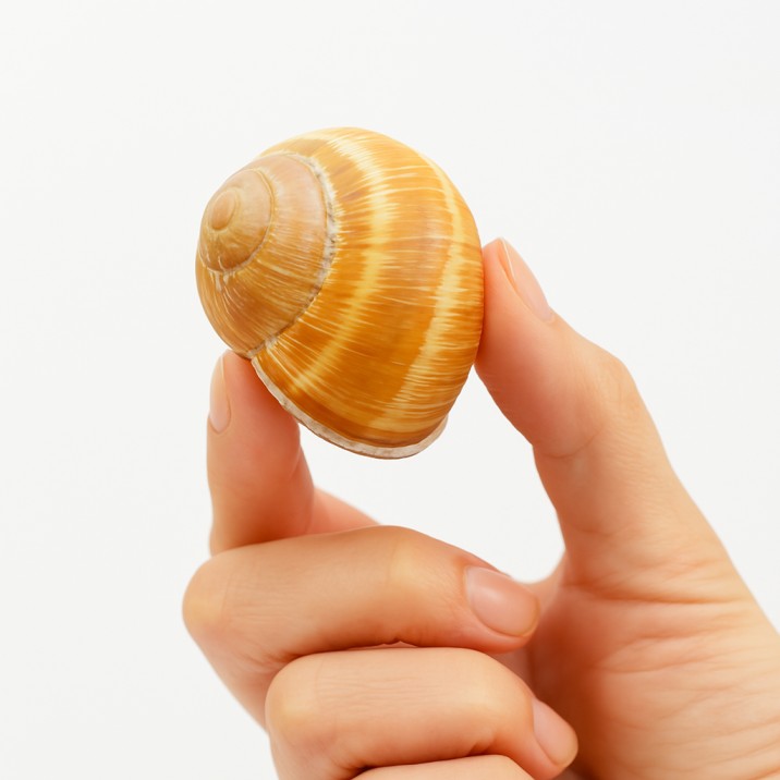 Coquille DEXTRE – Spirale classique